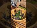 Deep fry Tarantula and Delicious Eating | Cooking Insects #Tarantula #DeepfryInsects #EatInsects