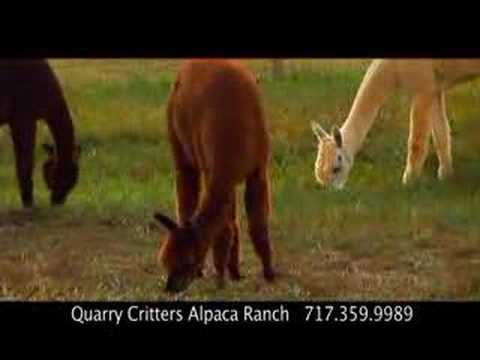 Quarry Critters