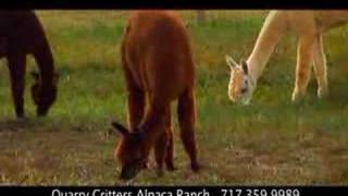 Quarry Critters Alpaca Ranch