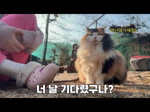 아닌 척 하지만 집사가 좋음