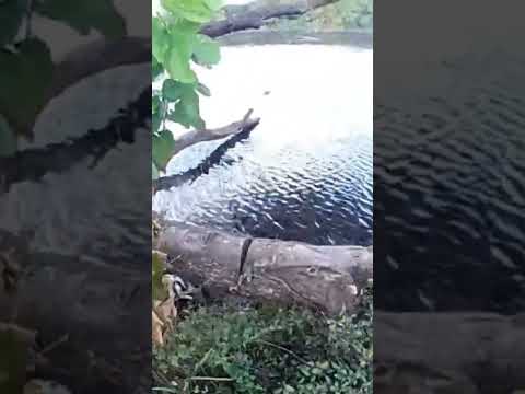 pesca uruguay rio san jose punta valdez carpfishing