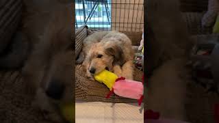 Bordoodle Puppies Videos