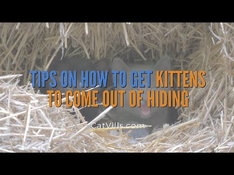 TIPS ON HOW TO GET KITTENS TO COME OUT OF HIDING