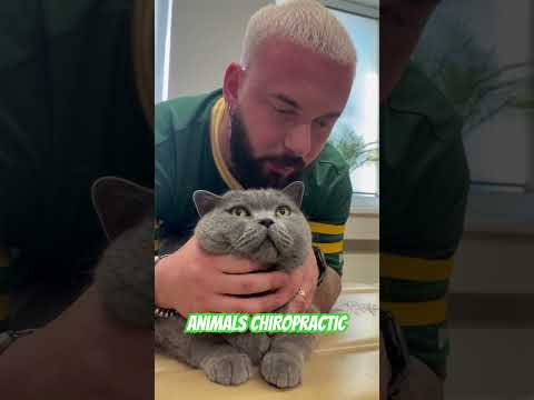 Chiropraktik für Tiere 💚💚💚#asmr #dogshorts #chiropraktik #katzen #katze #shorts #hund