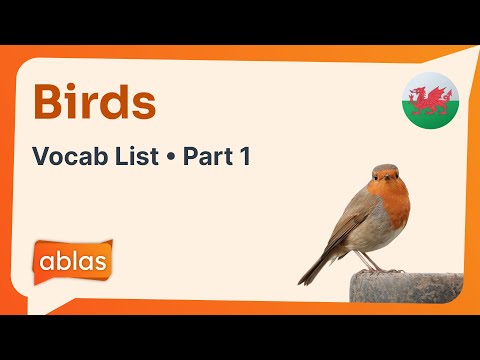 Birds | Welsh Vocabulary List (Part 1)