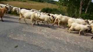 Tura  pana in Baisoara, plus ploaie geniala - Perfect