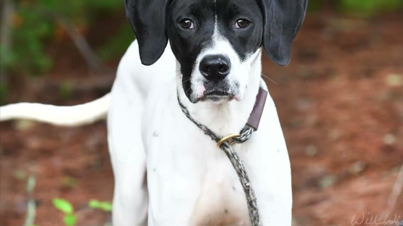 Angus, a ADOPTABLE Pointer in Monroe, GA video 6/6