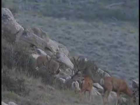 Mule Deer Hunting