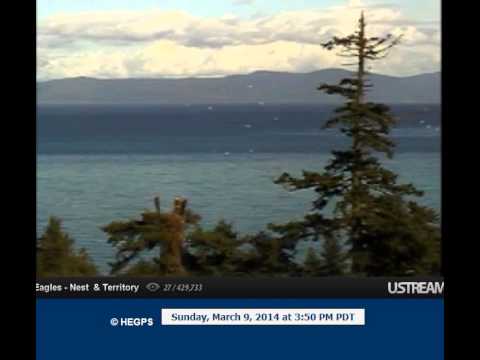 1000's of gulls pass the nest and BST 15:50 eagles off top urb of bst soar to nest