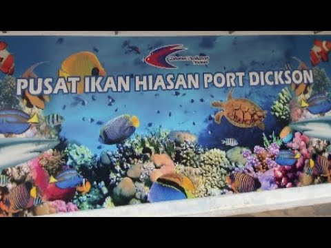 SEE THE FISHES IN PUSAT IKAN HIASAN PORT DICKSON@MarifeLiao