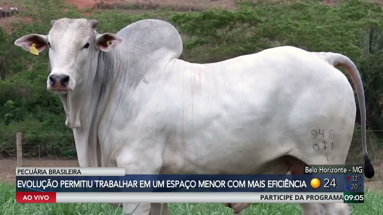 Grupo Rezende oferta 300 touros nelore Ceip dia 17 de outubro às 13h no Canal do Boi