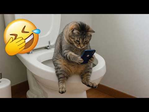 Best Funny Cat Clips of 2026 😂 Viral Moments You Must See