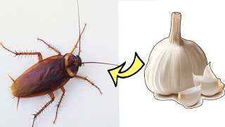 How to get rid of roaches overnight , kill cockroaches at home