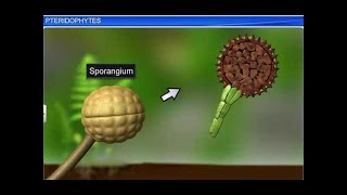 CBSE Class 11 Biology || Pteridophytes || By Shiksha House