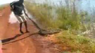 preview picture of video 'Alligator hunting in Guyana - Caça de jacares na Guiana'