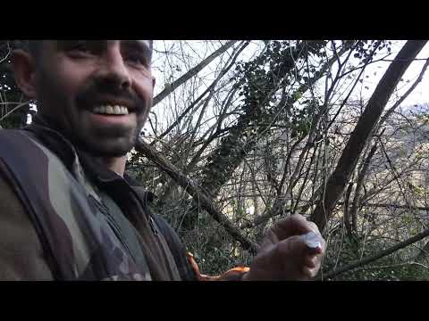 Incredible wild boar hunting in hazelnut gardens