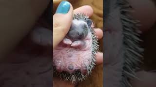 Download lagu 😘cute animal 2022 funny animals video #shorts #short #viral #baby #funnyvideo #funny #shortvideo mp3