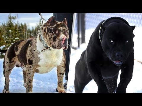 5 САМЫХ СМЕРТОНОСНЫХ ПОРОД СОБАК