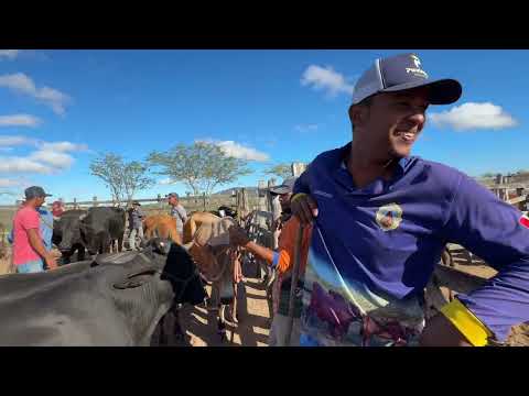 Feira do Gado em Senador Rui palmeira - AL 29 - 09 - 2026 #nordeste 