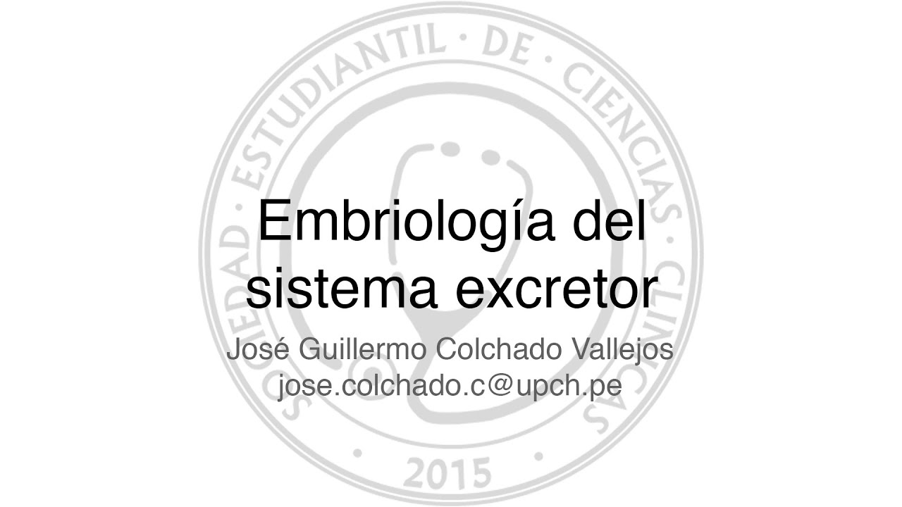 Embriología del Sistema Excretor