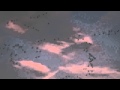 2014_11_24 RSPB Snettisham Geese - YouTube