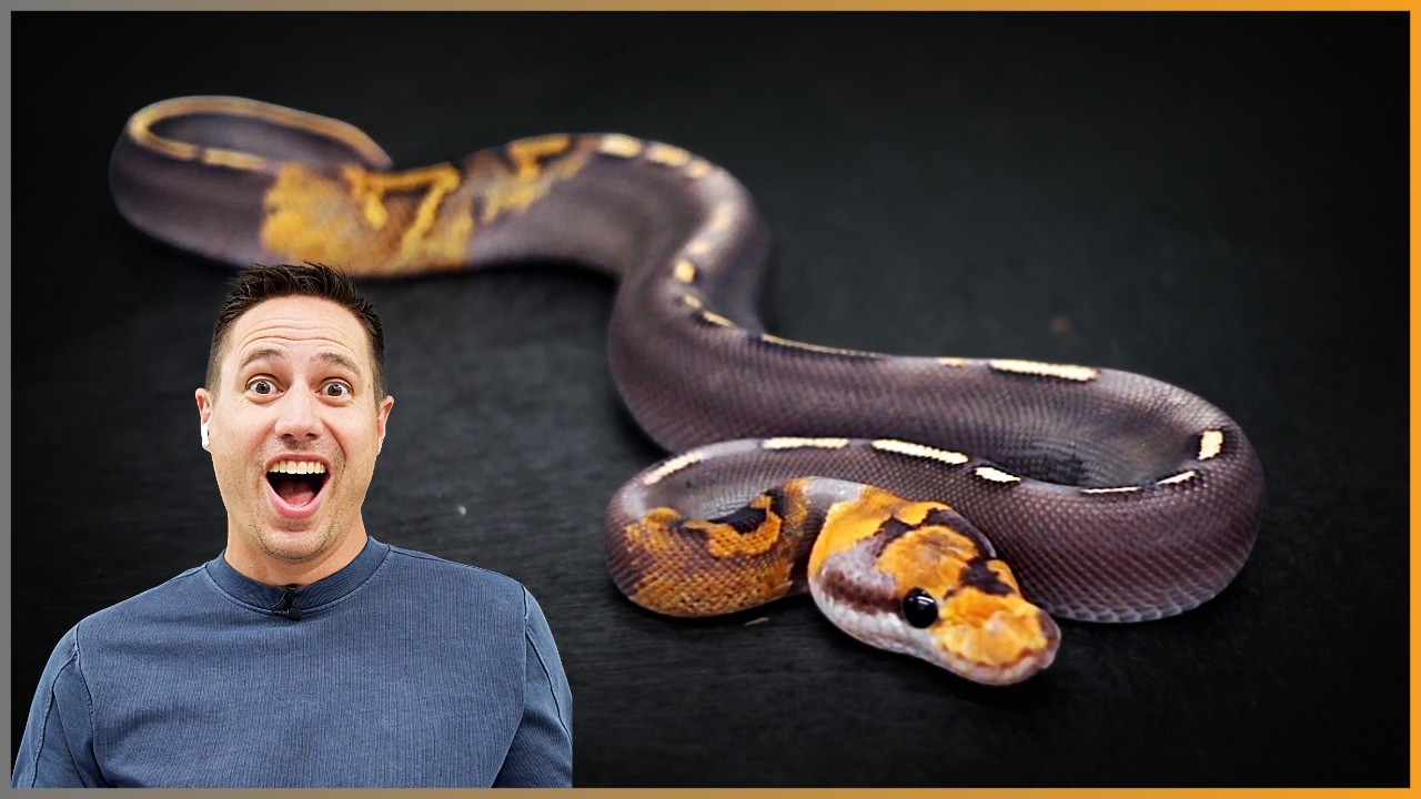 These Ball Pythons Went VIRAL?!