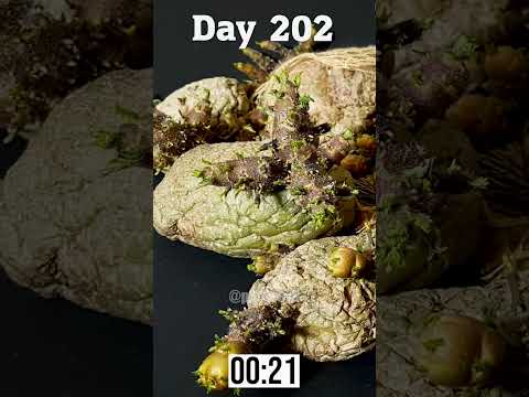 Explained in 40 sec - Potato Time Lapse