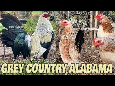 Beautiful Country Grey CornerStone Farms Alabama - Farm Visit