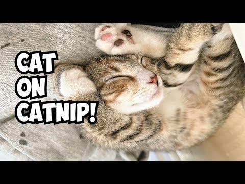 Is Catnip Safe For Cats? | Cat’s Funny Reactions To Catnip #facts #pets #kiki