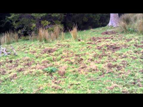 download lagu mp3 mp4 4wd Wreckers Auckland, download lagu 4wd Wreckers Auckland gratis, unduh video klip 4wd Wreckers Auckland