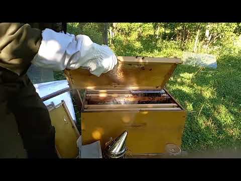 PČELARSTVO - MATICA MI NAPUSTILA PČELE