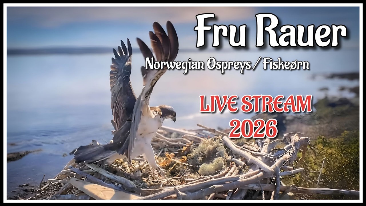Live webcam view of Fru Rauer Osprey Nest