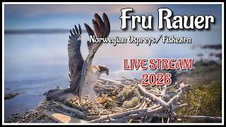 Fru Rauer - Norwegian Osprey Live Stream live webcam