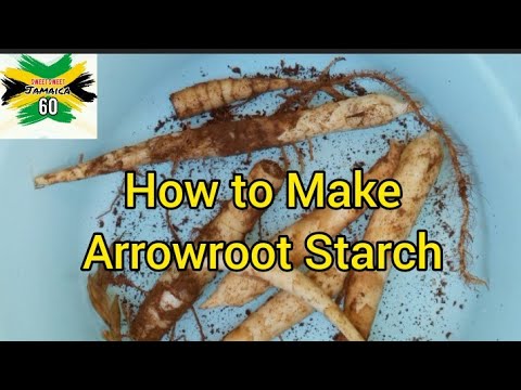 How to Make Arrowroot Starch Tutorial || Its Uses #Jamaica60