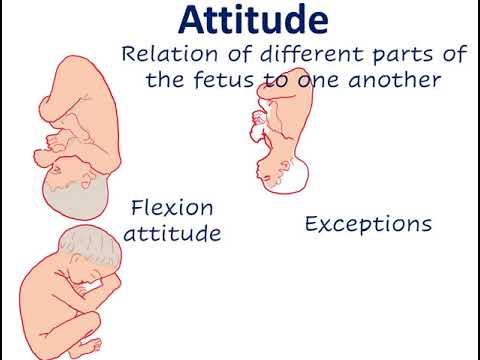 Fetal parameters ( lie , presentation , presenting part , attitude , denominator , position )