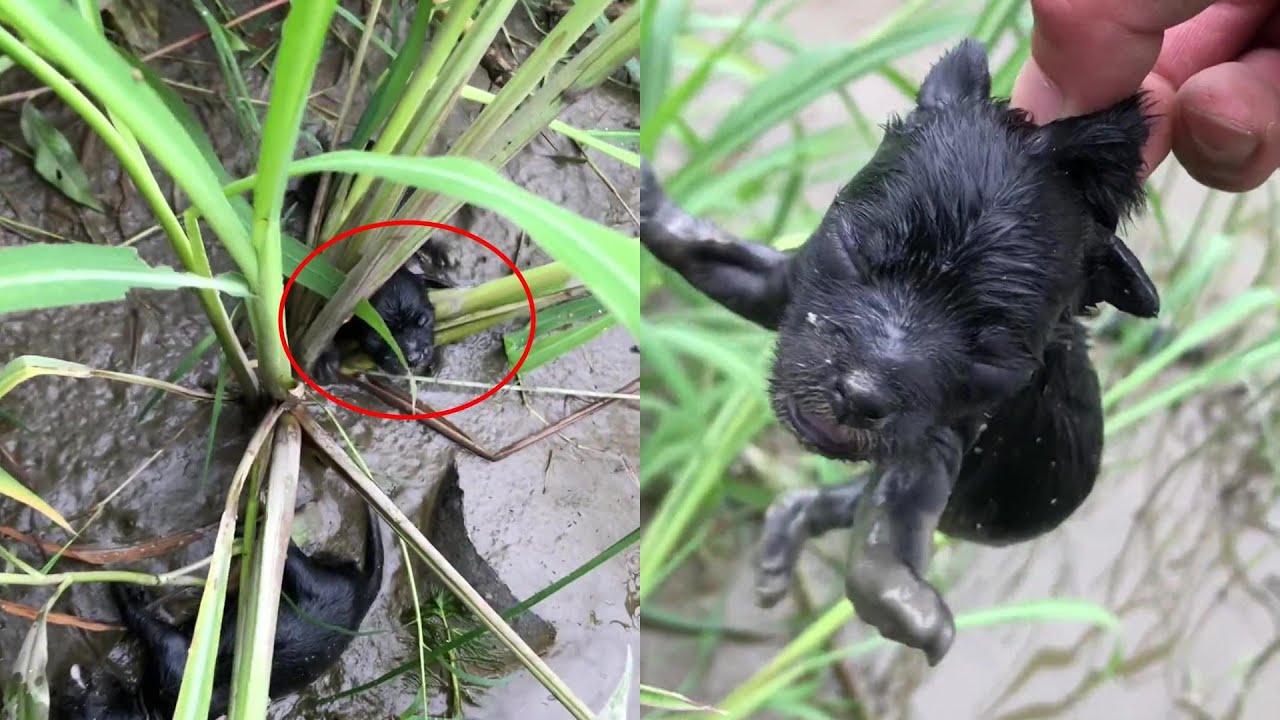 He was dumped into a ditch to drown, but he survived and transformed into a handsome, happy boy!