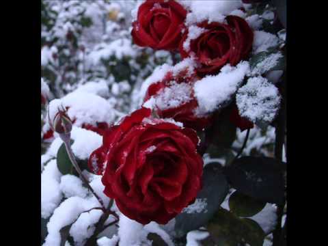 Maranata - Omule calator