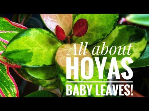 My Hoya collection new growth | 20+ types of baby leaves!