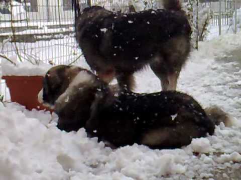 pastore romeno carpatin