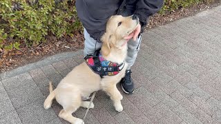 Bisuke who played a moving reunion【Golden retriever puppy】