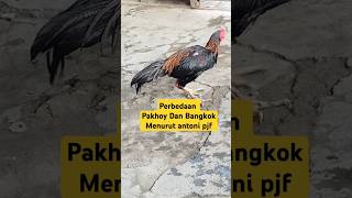 Download lagu Perbedaan Ayam Bangkok Dan Pakhoy Menurut antoni Pjf#ayambangkokindonesia mp3