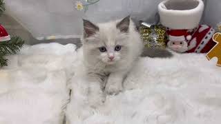 ラグドールの動画01