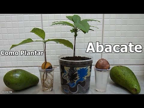 , title : 'Como Plantar Abacate da forma mais fácil e rápida, passo a passo'
