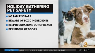 Veterinarians Offer Thanksgiving Pet Safety Tips