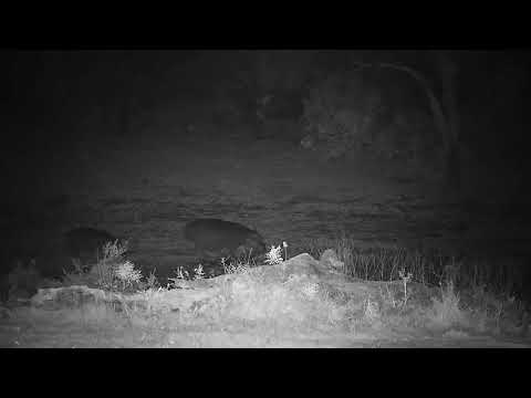 Djuma: Two Hippos arrive-mother and calf - 01:43 - 11/25/21