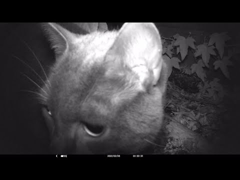 Victure trail camera and the NiMh batteries Part 5 Tronic LIDL NiMh 7 DAY TEST