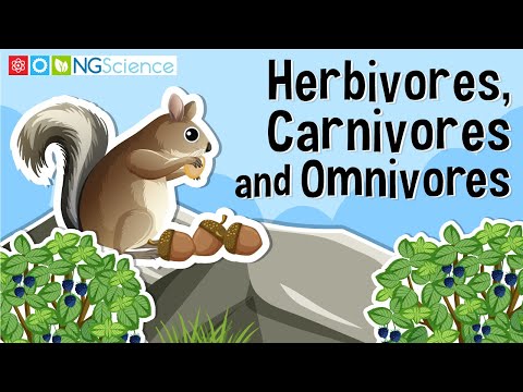 Herbivores, Carnivores and Omnivores