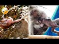 The Mother Monkey Is Angry She Wants To Pull Her Baby Out Of The Tree But The Baby Can T Get Down