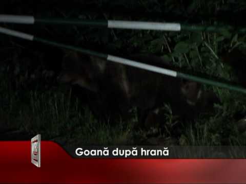 Goana după hrană