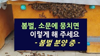 봄벌, 소문에 벌이 뭉치면 이렇게 해 주세요. [봄벌 분양 중]